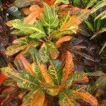 Croton