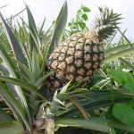 Ananas