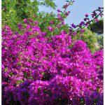 Bougainvillier