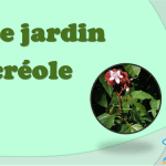 Diaporama jardin créole