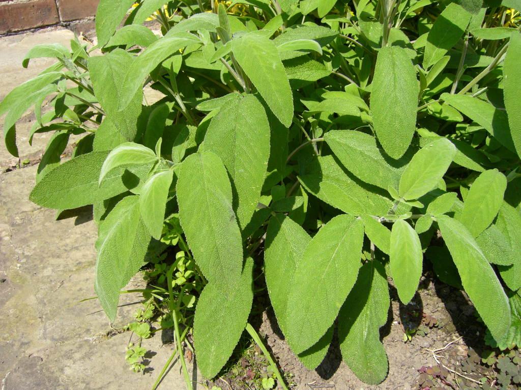 Des plantes de Guadeloupe dans la pharmacopée française - Guadeloupe la 1ère