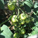 Tomates