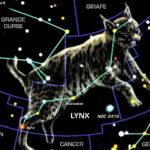 Lynx