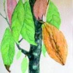 Aquarelle cacao