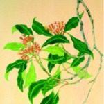 Aquarelle giroffle
