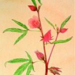 Aquarelle groseille