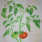 Aquarelle tomate