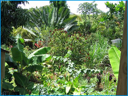 Puzzle Jardin créole