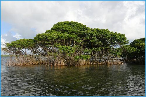 Puzzle Mangrove