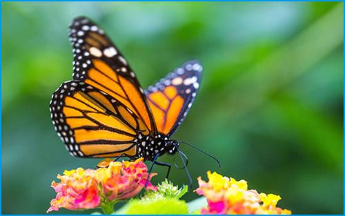 Puzzle Papillon monarque