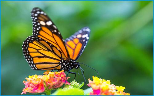 Puzzle Papillon monarque