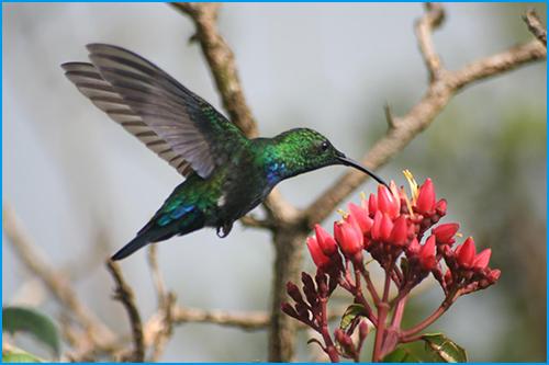 Puzzle Colibri Falle-vert