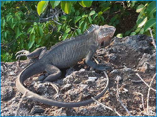 Puzzle Iguane des Petites Antilles