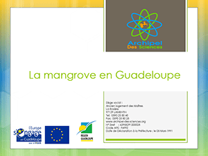 La mangrove en Guadeloupe